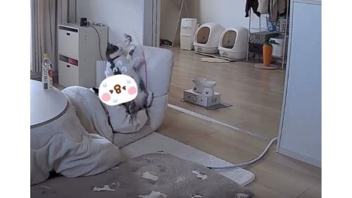 落ちている猫