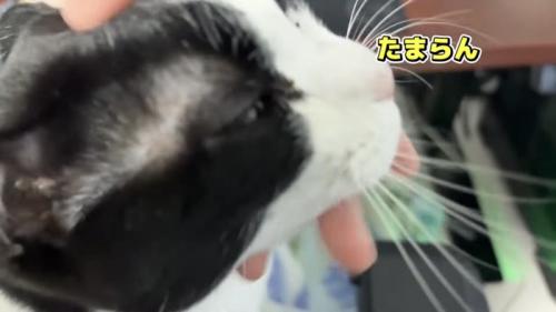 「たまらん」のテロップ写真