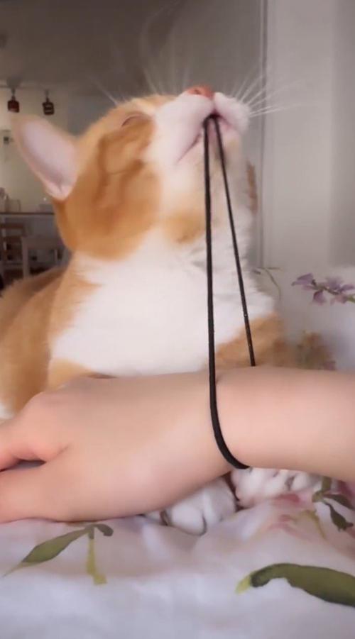 飼い主の腕に付いた髪ゴムを限界まで伸ばした猫
