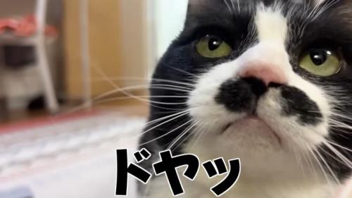 ドヤッ