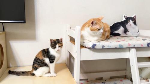 子猫(左)と茶白猫さん(ベッド上)