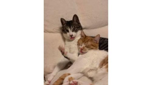 室内にいる猫