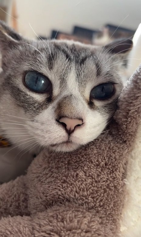 青い目の猫