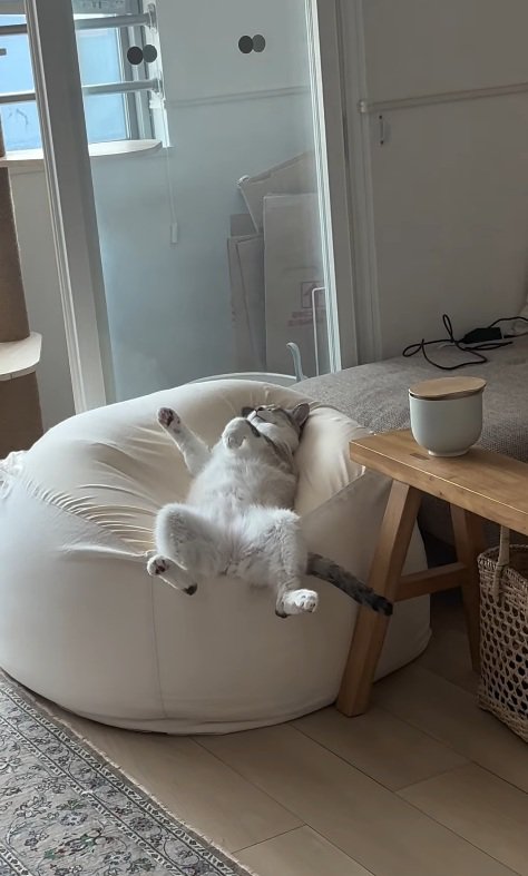 豪快に眠る猫