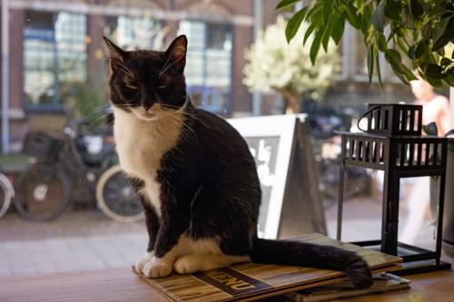 店先の白黒猫