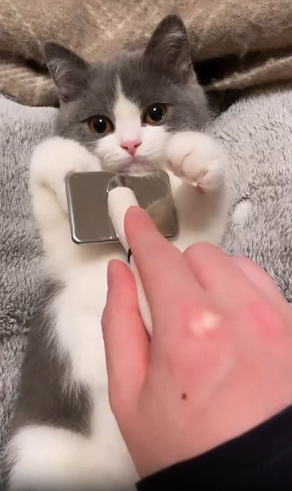 仰向けの子猫