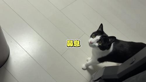 「鼻息」のテロップ写真