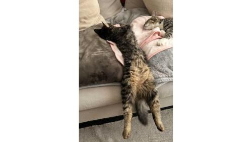 寝ている猫たち
