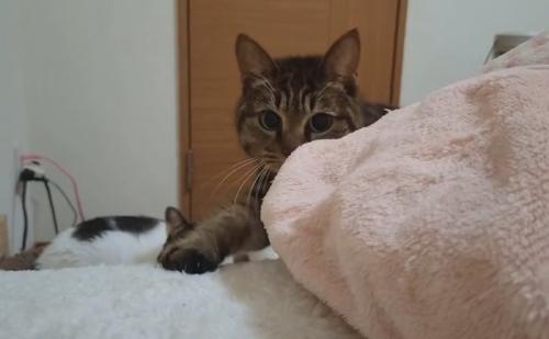 歩いてくる猫