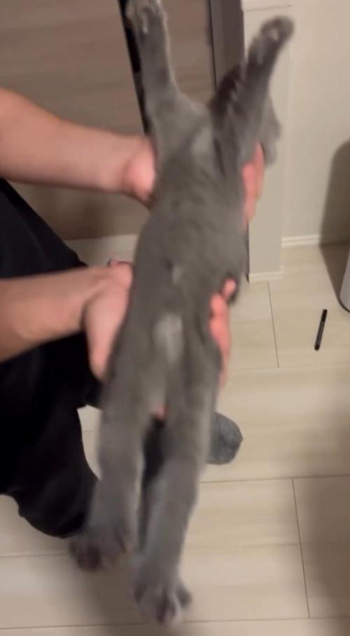 男性に抱き上げられる子猫