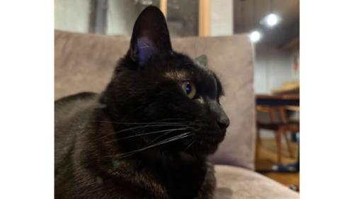 室内にいる猫