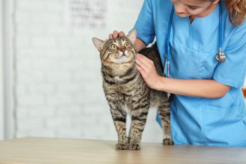 獣医師になでられる猫