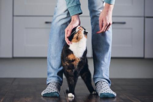 足の間に立つ猫