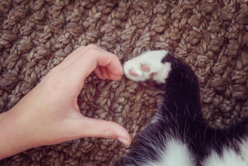 猫と人のハート