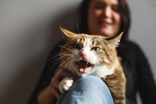 人のひざに乗って鳴く猫