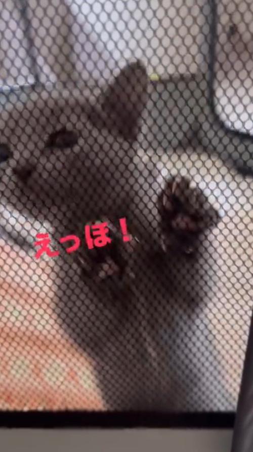 あたりを見まわしながらサークルの壁を登る子猫