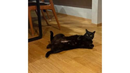 寝転がる猫