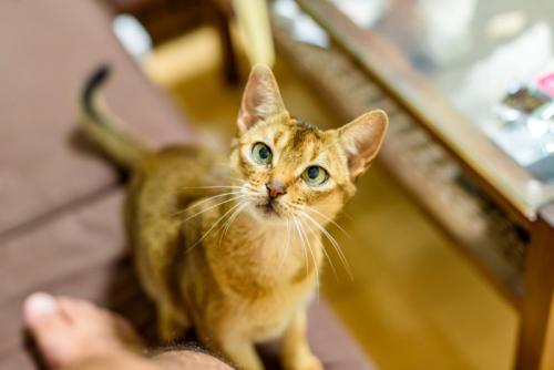 足元に寄ってくる猫