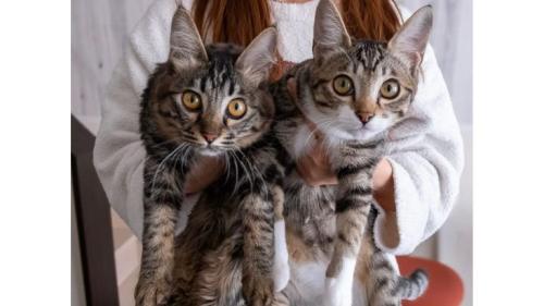 抱かれている猫
