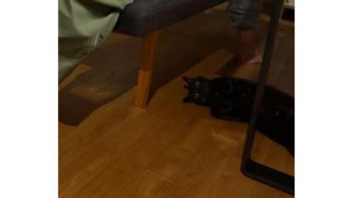 寝転がる猫