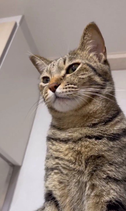 座っている猫