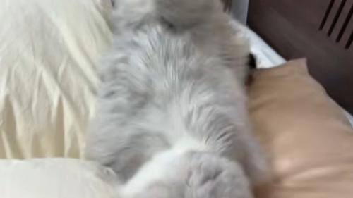 女性の顔を飛び越える猫