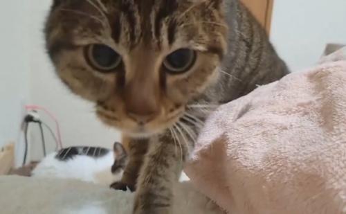 猫の顔