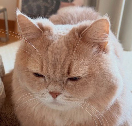目を細める猫