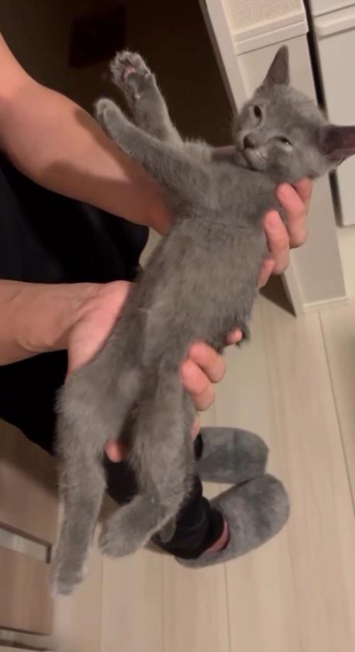 抱き上げた子猫を移動させる男性