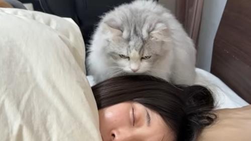 女性の後頭部に立つ猫