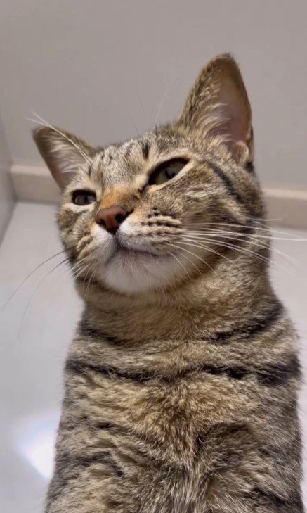 目を細める猫