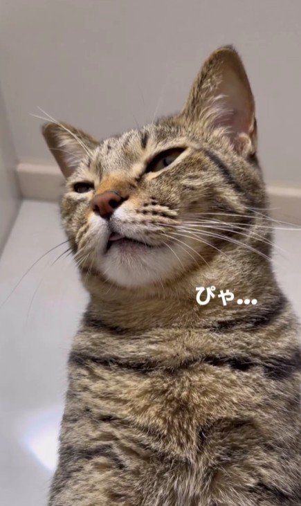 鳴いている猫