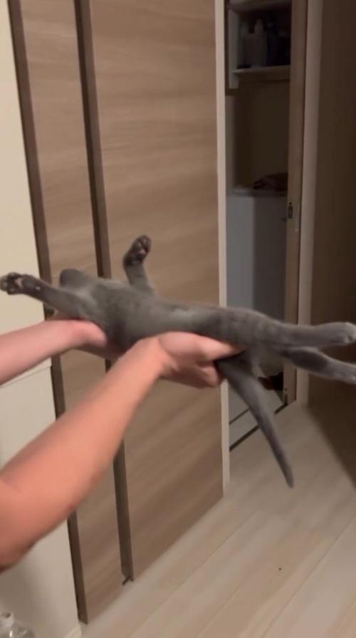 四肢をピンと伸ばして眠る子猫