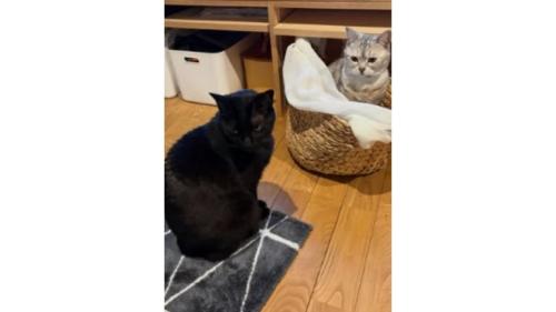 2匹の猫