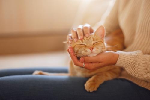 撫でられている猫