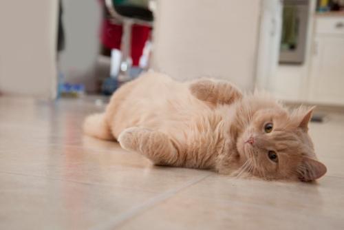 お腹を見せる猫