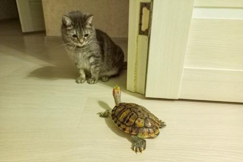 猫とかめ