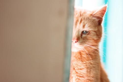 鳴いていないけど泣いている猫