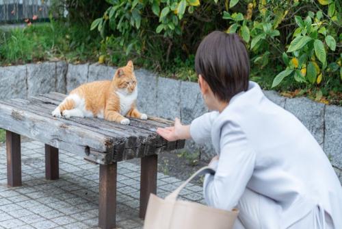 ベンチにいる猫と遊ぶ人