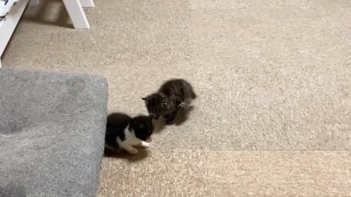後ろ足をあげる子猫