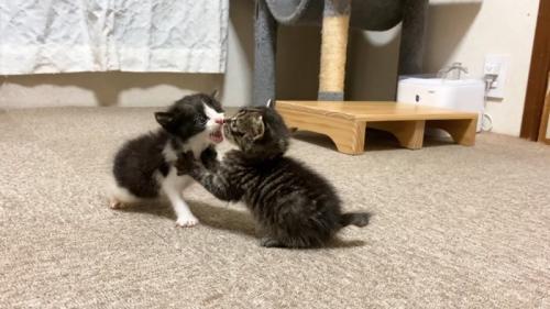 向かい合う2匹の子猫