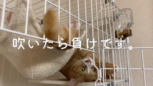 シッポを左に振るウラちゃん