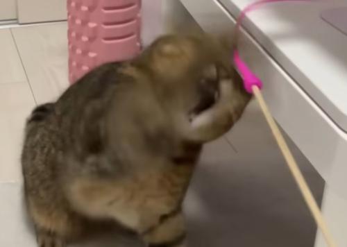 オモチャで遊ぶ猫