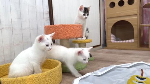 子猫3匹