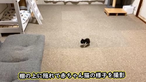 部屋の真ん中にいる子猫