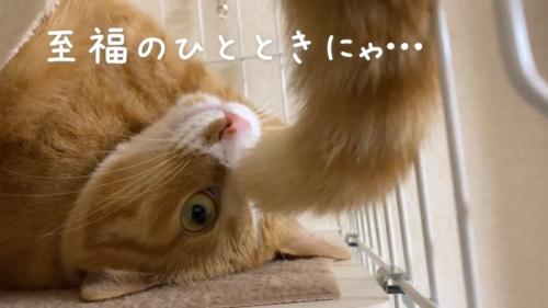 シッポをたらすウラちゃん