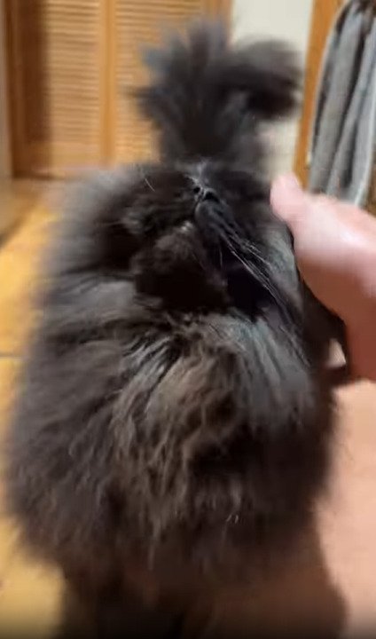 撫でられる猫
