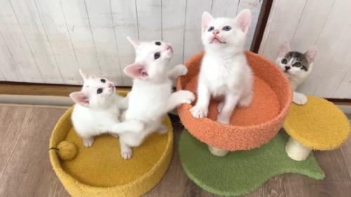 子猫4匹