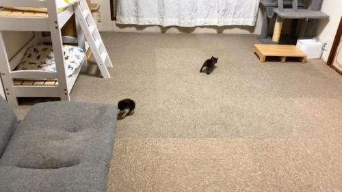 部屋の奥に行く子猫