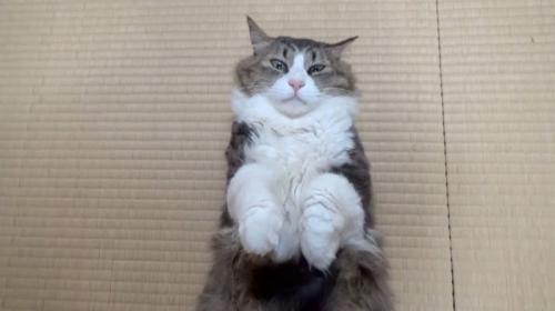 固まるボス吉